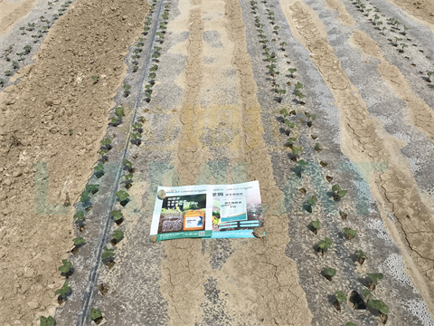 水溶肥，拉姆拉，翠姆