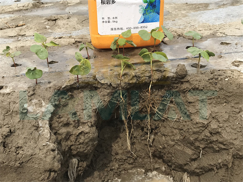 水溶肥，拉姆拉，翠姆