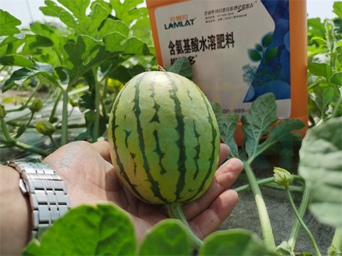 水溶肥，拉姆拉，翠姆