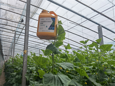 水溶肥，翠姆，拉姆拉