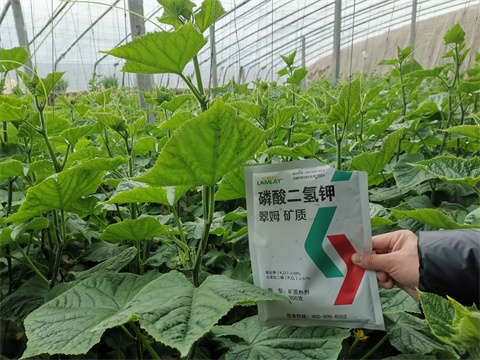 水溶肥，翠姆，拉姆拉