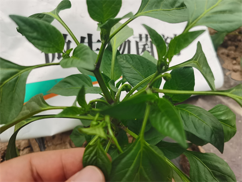 水溶肥，翠姆，拉姆拉