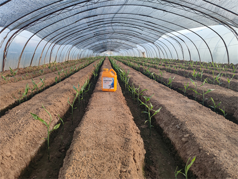 魚(yú)蛋白水溶肥,翠姆,大姜 魚(yú)蛋白水溶肥,翠姆,大姜