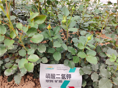 水溶肥廠(chǎng)家,翠姆,玫瑰水溶肥