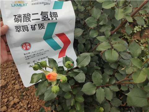 水溶肥廠(chǎng)家,翠姆,玫瑰水溶肥