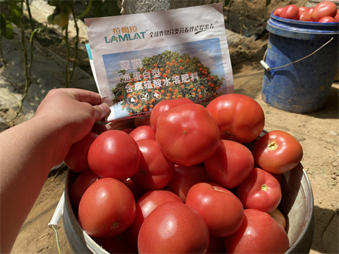 水溶肥品牌,翠姆,番茄種植 水溶肥品牌,翠姆,番茄種植