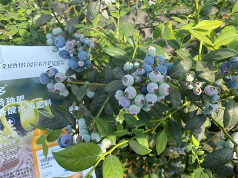 水溶肥,翠姆,藍莓種植 水溶肥,翠姆,藍莓種植