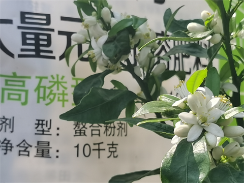 水溶肥,翠姆,柑橘水溶肥 水溶肥,翠姆,柑橘水溶肥