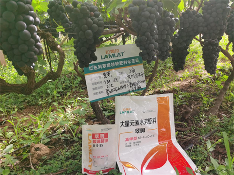水溶肥,翠姆,夏黑葡萄種植 水溶肥,翠姆,夏黑葡萄種植