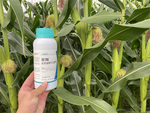 水溶肥,翠姆,玉米種植 水溶肥,翠姆,玉米種植