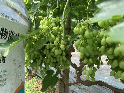 水溶肥,翠姆,葡萄種植 水溶肥,翠姆,葡萄種植