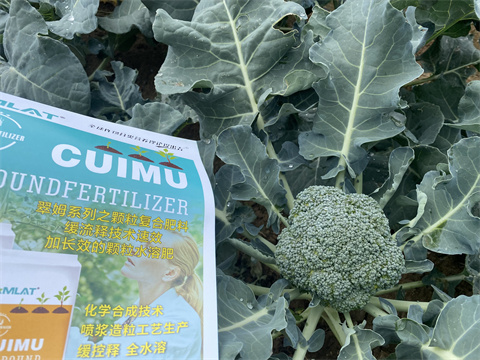 水溶肥,翠姆,西藍花施肥技術 水溶肥,翠姆,西藍花施肥技術