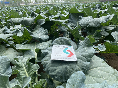 水溶肥,翠姆,西藍花施肥技術 水溶肥,翠姆,西藍花施肥技術