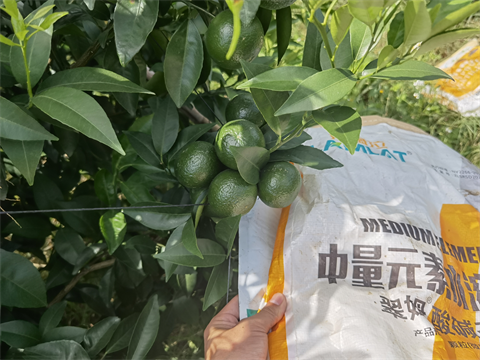 水溶肥,翠姆,柑橘種植 水溶肥,翠姆,柑橘種植