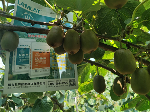 水溶肥,翠姆,獼猴桃管理技術(shù) 水溶肥,翠姆,獼猴桃管理技術(shù)