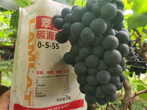 水溶肥,翠姆,夏黑葡萄種植 水溶肥,翠姆,夏黑葡萄種植