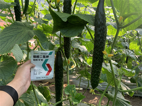 水溶肥,翠姆,黃瓜水溶肥 水溶肥,翠姆,黃瓜水溶肥