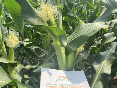 水溶肥,翠姆,玉米種植 水溶肥,翠姆,玉米種植