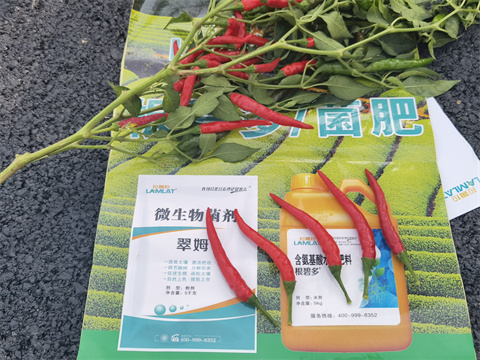 水溶肥,拉姆拉,辣椒種植 水溶肥,拉姆拉,辣椒種植