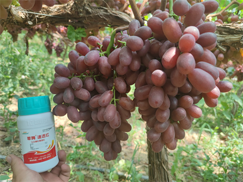 水溶肥,翠姆,葡萄水溶肥 水溶肥,翠姆,葡萄水溶肥