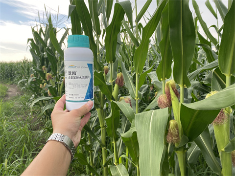 葉面肥,翠姆,玉米葉面肥 葉面肥,翠姆,玉米葉面肥