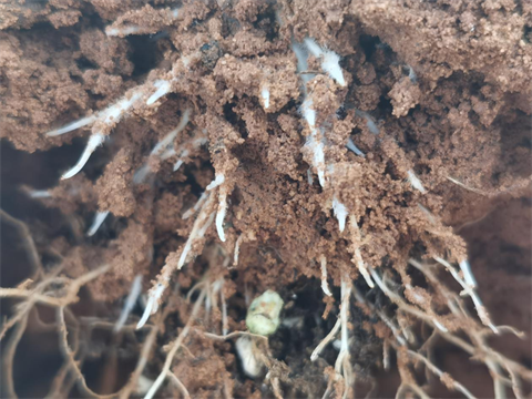 水溶肥,翠姆,西紅柿種植         水溶肥,翠姆,西紅柿種植