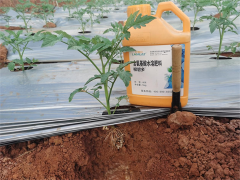 水溶肥,翠姆,西紅柿種植         水溶肥,翠姆,西紅柿種植