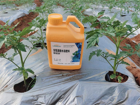 水溶肥,翠姆,西紅柿種植         水溶肥,翠姆,西紅柿種植