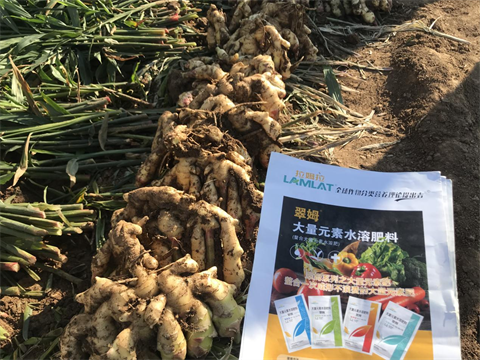 水溶肥,翠姆,大姜水溶肥 水溶肥,翠姆,大姜水溶肥