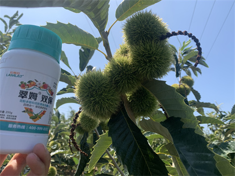水溶肥,翠姆,板栗葉面肥 水溶肥,翠姆,板栗葉面肥