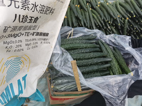 水溶肥,翠姆,黃瓜水溶肥 水溶肥,翠姆,黃瓜水溶肥