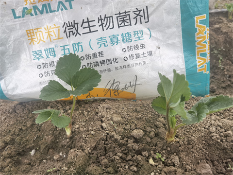 顆粒微生物菌劑,翠姆,拉姆拉 顆粒微生物菌劑,翠姆,拉姆拉