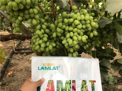 水溶肥,翠姆,拉姆拉 水溶肥,翠姆,拉姆拉