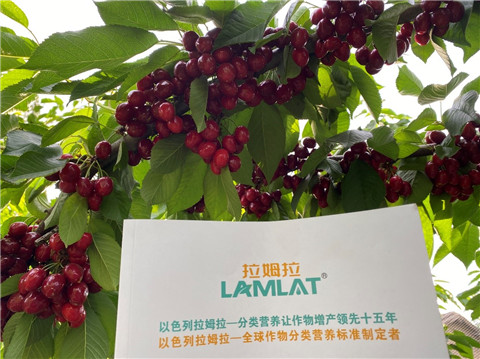 水溶肥,翠姆,櫻桃水溶肥 水溶肥,翠姆,櫻桃水溶肥