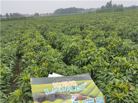 水溶肥廠家,翠姆,辣椒水溶肥 水溶肥廠家,翠姆,辣椒水溶肥