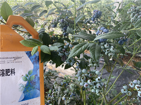 水溶肥廠家,翠姆,藍莓水溶肥 水溶肥廠家,翠姆,藍莓水溶肥