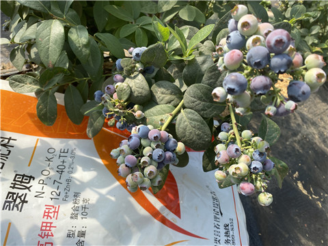 水溶肥廠家,翠姆,藍莓水溶肥 水溶肥廠家,翠姆,藍莓水溶肥