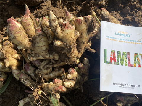 水溶肥,翠姆,大姜水溶肥 水溶肥,翠姆,大姜水溶肥