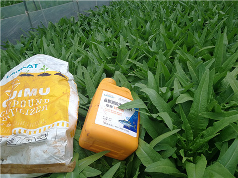 水溶肥,翠姆,油麥菜種植 水溶肥,翠姆,油麥菜種植