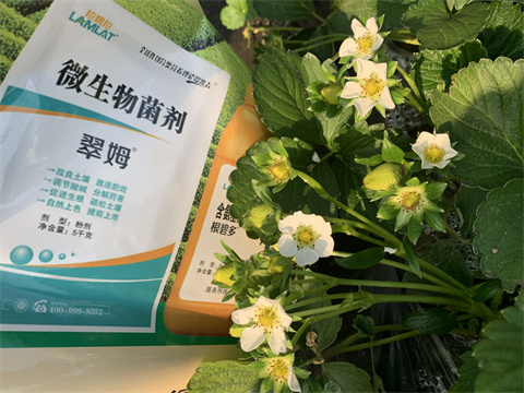 水溶肥,翠姆,草莓水溶肥 水溶肥,翠姆,草莓水溶肥