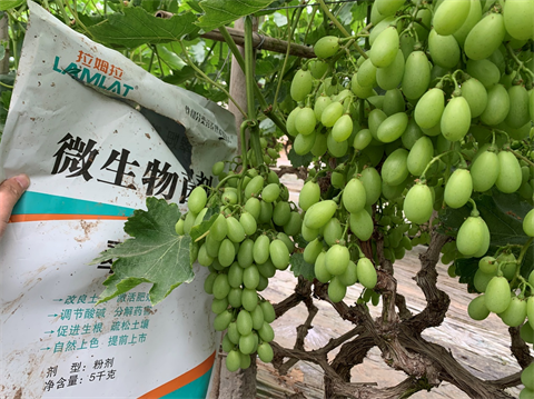水溶肥,翠姆,葡萄種植 水溶肥,翠姆,葡萄種植