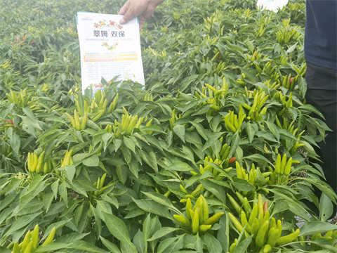 水溶肥,翠姆,辣椒種植 水溶肥,翠姆,辣椒種植