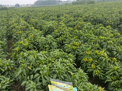 水溶肥,翠姆,辣椒種植 水溶肥,翠姆,辣椒種植