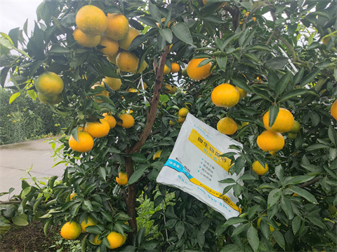 水溶肥,伯示麥,柑橘種植 水溶肥,伯示麥,柑橘種植