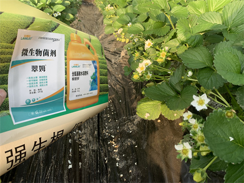 水溶肥價格，翠姆，草莓水溶肥