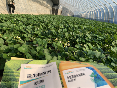 水溶肥價格，翠姆，草莓水溶肥