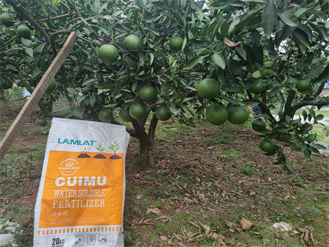 水溶肥,翠姆,柑橘種植 水溶肥,翠姆,柑橘種植