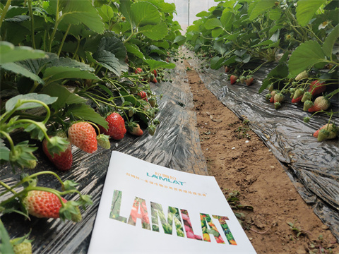 水溶肥,翠姆,草莓種植 水溶肥,翠姆,草莓種植
