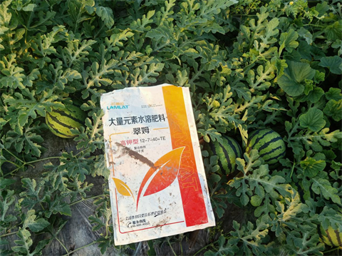 水溶肥,翠姆,西瓜管理技術(shù)要點(diǎn) 水溶肥,翠姆,西瓜管理技術(shù)要點(diǎn)