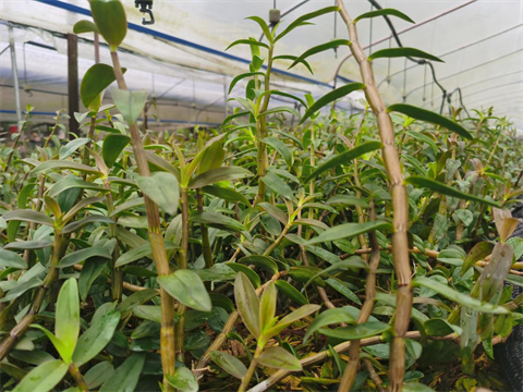 微生物菌劑,翠姆,石斛高產(chǎn) 微生物菌劑,翠姆,石斛高產(chǎn)